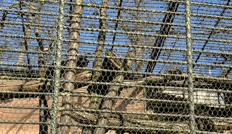 FOTOGALERIE: Jak si sluneční paprsky užívají obyvatelé brněnské zoo?