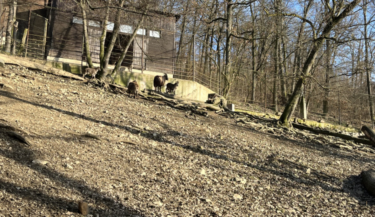 FOTOGALERIE: Jak si sluneční paprsky užívají obyvatelé brněnské zoo?