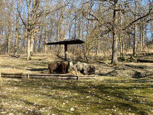 FOTOGALERIE: Jak si sluneční paprsky užívají obyvatelé brněnské zoo?