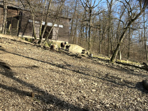 FOTOGALERIE: Jak si sluneční paprsky užívají obyvatelé brněnské zoo?