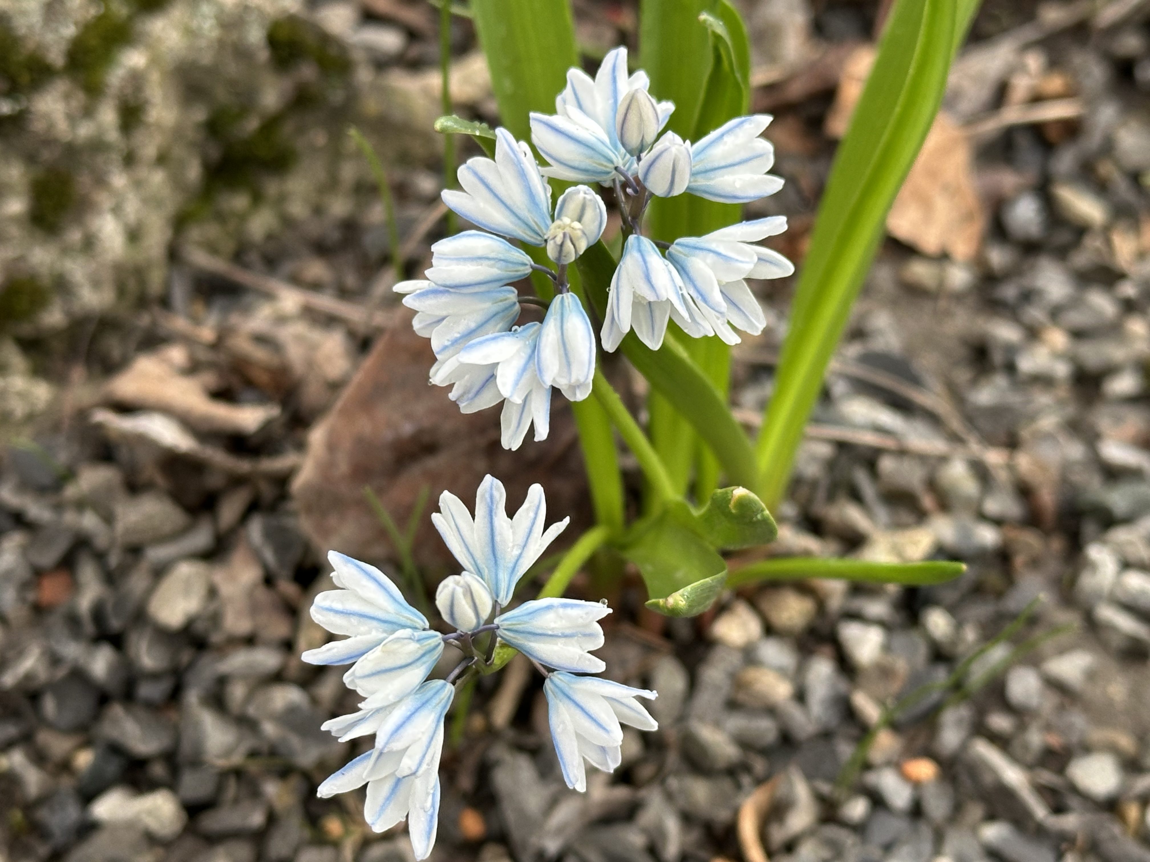 FOTOGALERIE: První květy i svěží zeleň. Brněnská botanická zahrada se probouzí