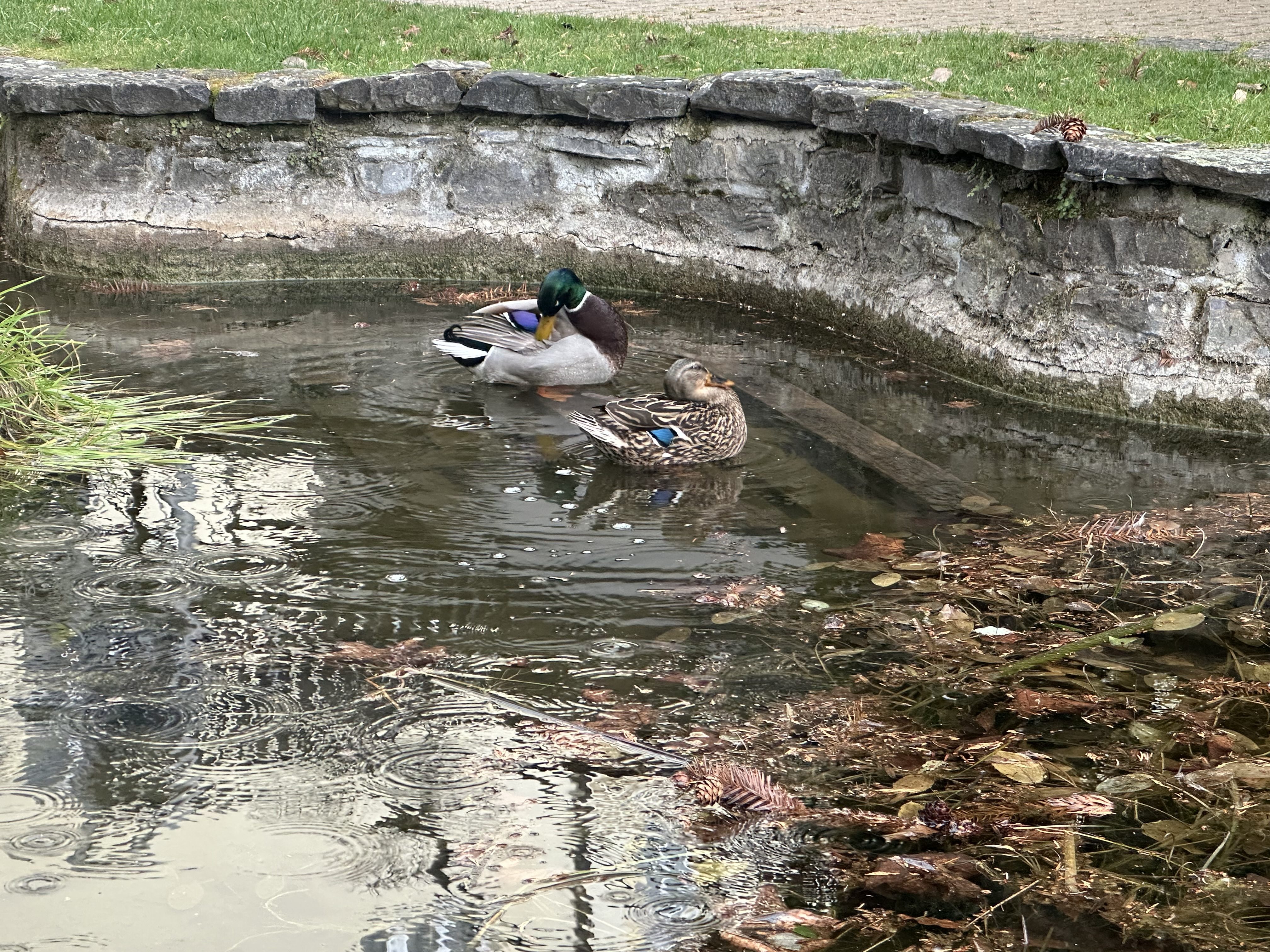 FOTOGALERIE: První květy i svěží zeleň. Brněnská botanická zahrada se probouzí
