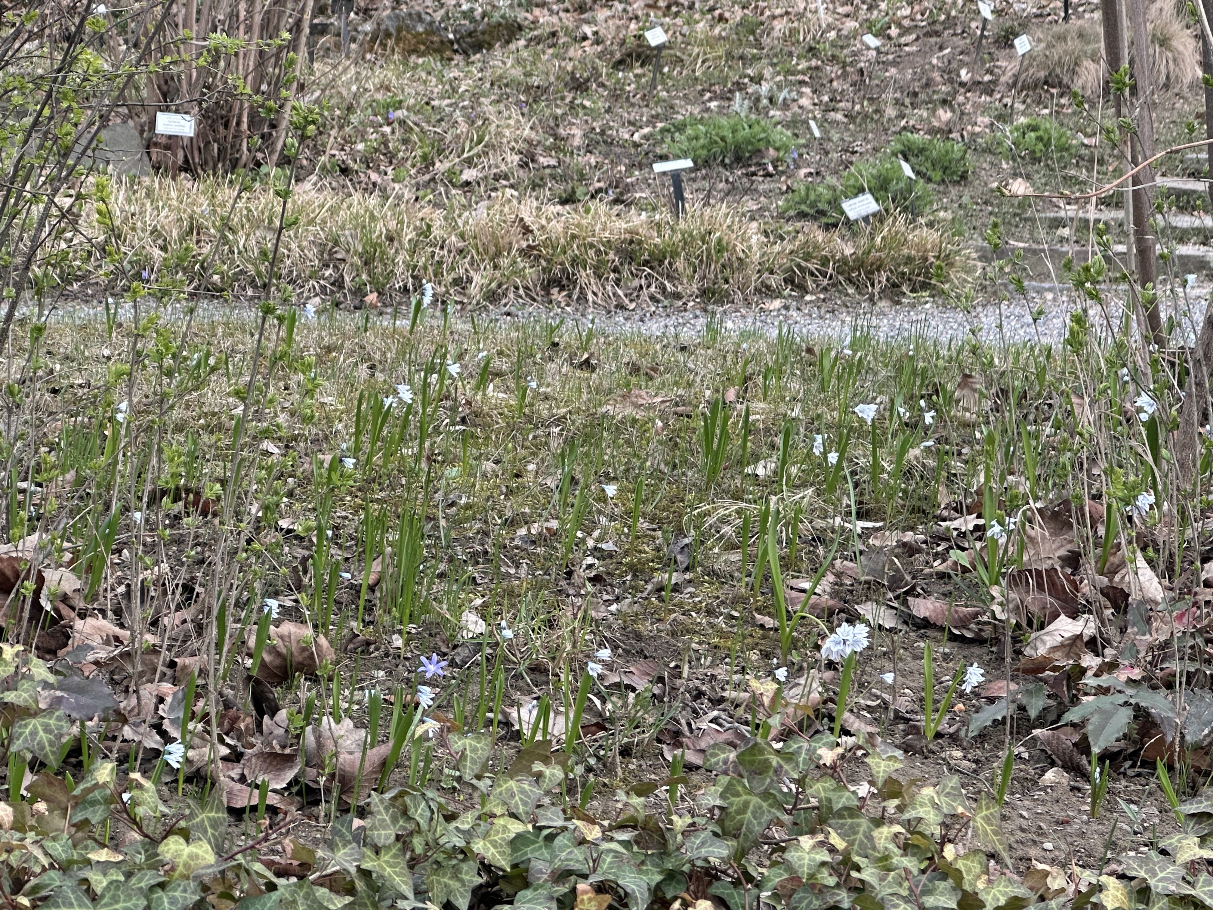 FOTOGALERIE: První květy i svěží zeleň. Brněnská botanická zahrada se probouzí