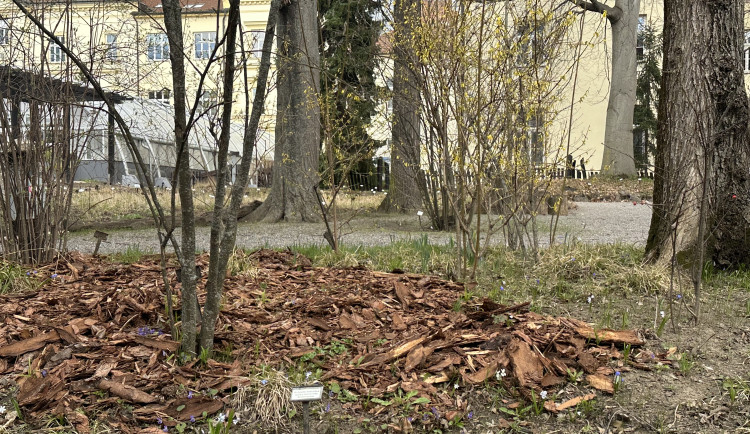 FOTOGALERIE: První květy i svěží zeleň. Brněnská botanická zahrada se probouzí