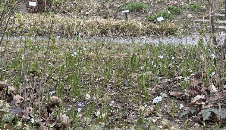 FOTOGALERIE: První květy i svěží zeleň. Brněnská botanická zahrada se probouzí