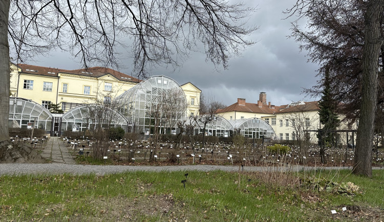 FOTOGALERIE: První květy i svěží zeleň. Brněnská botanická zahrada se probouzí