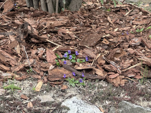 FOTOGALERIE: První květy i svěží zeleň. Brněnská botanická zahrada se probouzí