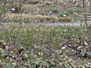 FOTOGALERIE: První květy i svěží zeleň. Brněnská botanická zahrada se probouzí