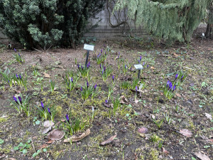 FOTOGALERIE: První květy i svěží zeleň. Brněnská botanická zahrada se probouzí