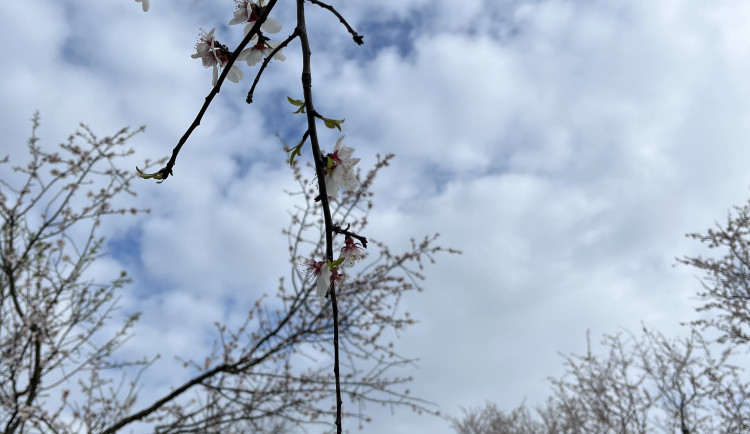 FOTO: Jaro jak z pohlednice. Mandloňové sady v Hustopečích přitahují davy