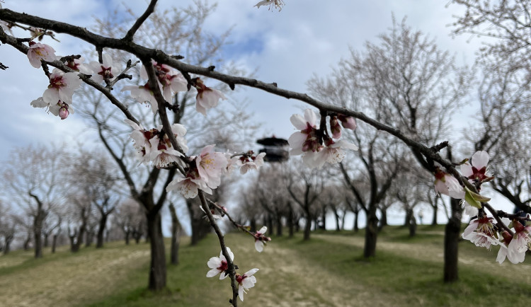 FOTO: Jaro jak z pohlednice. Mandloňové sady v Hustopečích přitahují davy