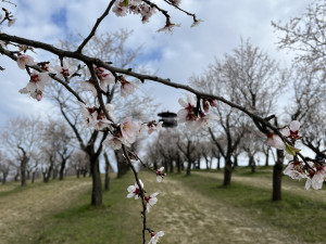 FOTO: Jaro jak z pohlednice. Mandloňové sady v Hustopečích přitahují davy