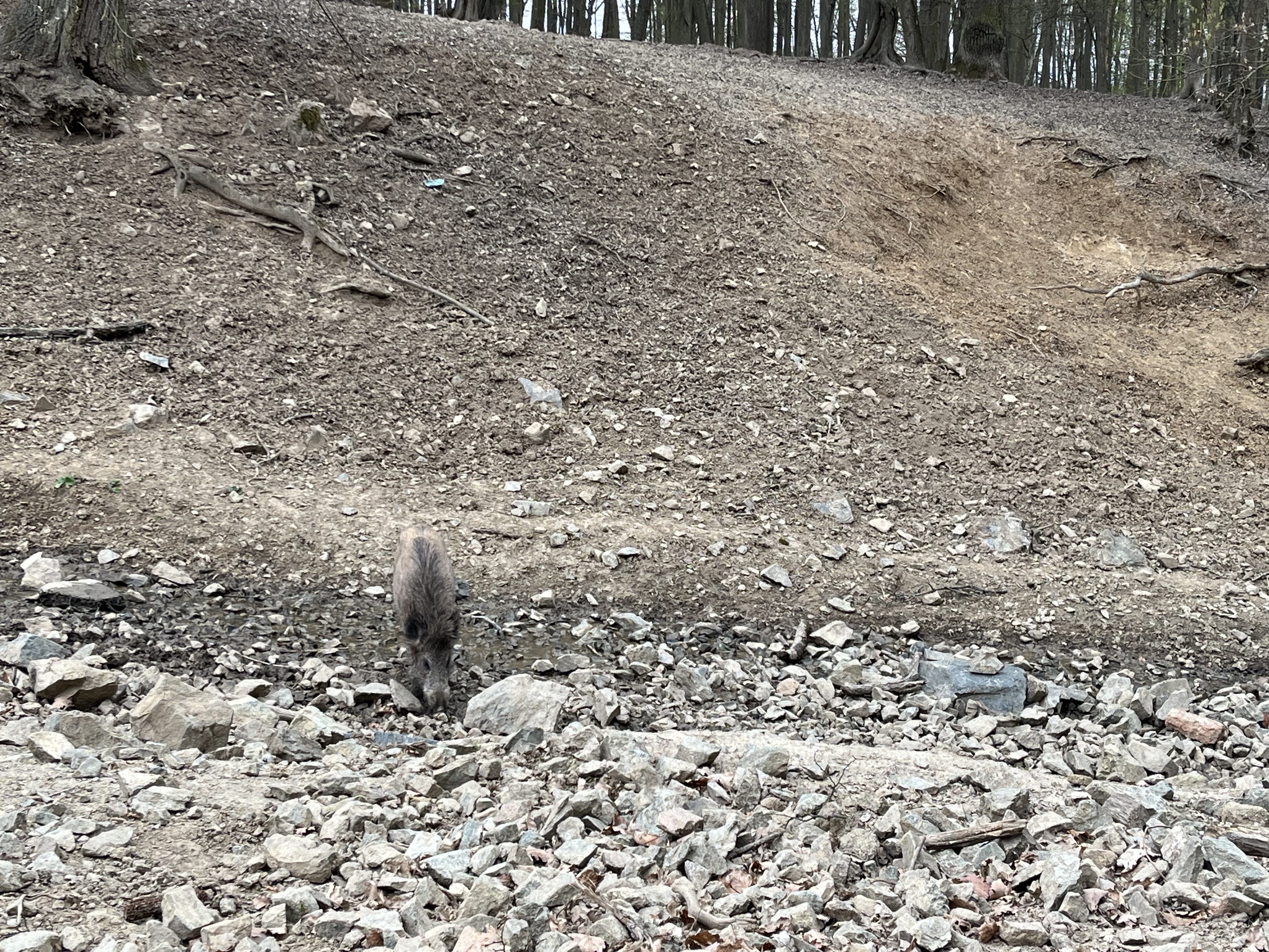 FOTO: Osm selátek dovádí v oboře Holedná