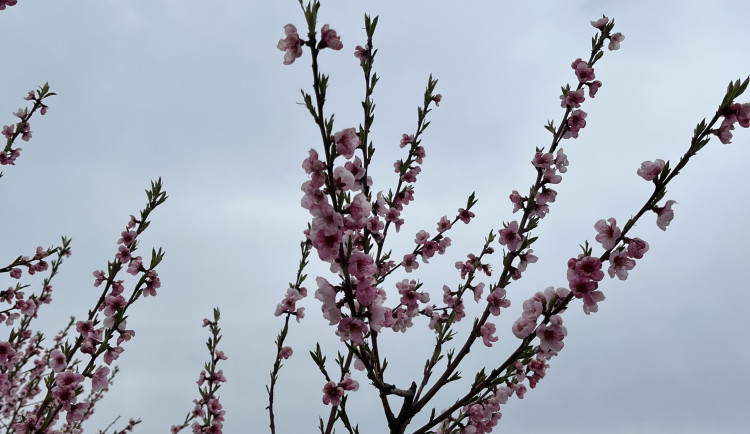 FOTO: Procházka ovocným sadem. Broskvoně v Bohunicích jsou v plném květu
