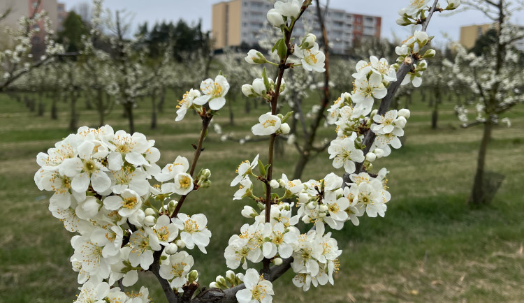 FOTO: Procházka ovocným sadem. Broskvoně v Bohunicích jsou v plném květu