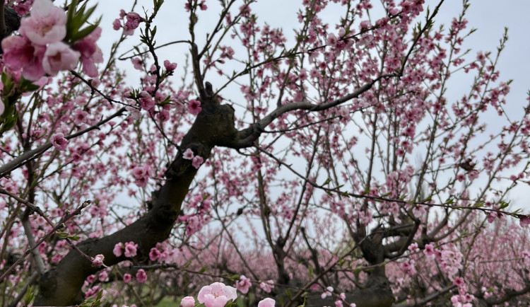 FOTO: Procházka ovocným sadem. Broskvoně v Bohunicích jsou v plném květu