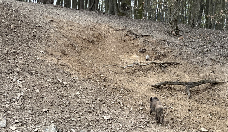 FOTO: Osm selátek dovádí v oboře Holedná