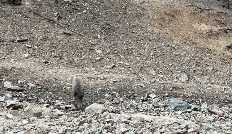 FOTO: Osm selátek dovádí v oboře Holedná