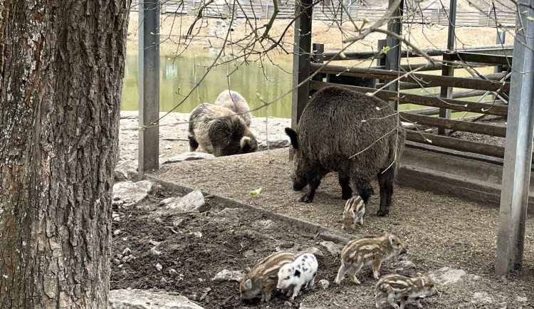 FOTO: Osm selátek dovádí v oboře Holedná