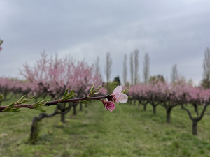 FOTO: Procházka ovocným sadem. Broskvoně v Bohunicích jsou v plném květu