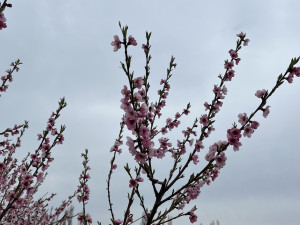 FOTO: Procházka ovocným sadem. Broskvoně v Bohunicích jsou v plném květu