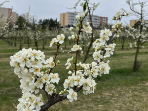 FOTO: Procházka ovocným sadem. Broskvoně v Bohunicích jsou v plném květu