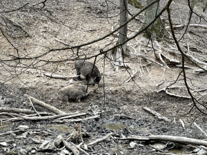 FOTO: Osm selátek dovádí v oboře Holedná