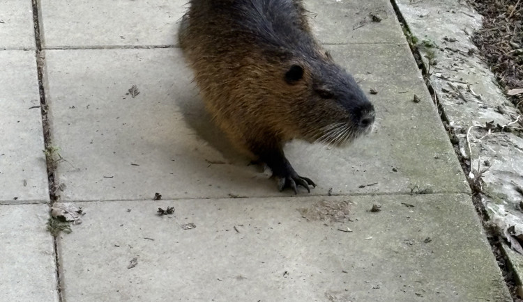 FOTOGALERIE: Jen hodinu od Brna. V Kroměříži okouzlí kvetoucí magnolie i pávi na procházce