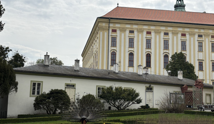 FOTOGALERIE: Jen hodinu od Brna. V Kroměříži okouzlí kvetoucí magnolie i pávi na procházce