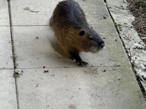 FOTOGALERIE: Jen hodinu od Brna. V Kroměříži okouzlí kvetoucí magnolie i pávi na procházce