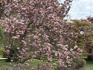 FOTOGALERIE: Jen hodinu od Brna. V Kroměříži okouzlí kvetoucí magnolie i pávi na procházce