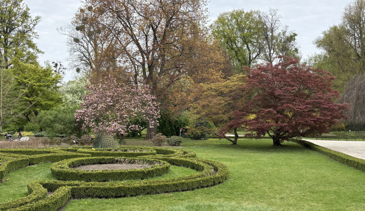 FOTOGALERIE: Jen hodinu od Brna. V Kroměříži okouzlí kvetoucí magnolie i pávi na procházce