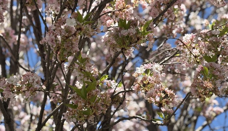 FOTOGALERIE: Královo Pole rozkvetlo dorůžova. Sakury místní obyvatele těší už desítky let