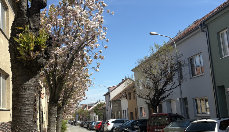 FOTOGALERIE: Královo Pole rozkvetlo dorůžova. Sakury místní obyvatele těší už desítky let