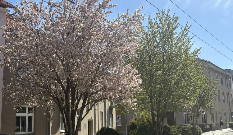 FOTOGALERIE: Královo Pole rozkvetlo dorůžova. Sakury místní obyvatele těší už desítky let