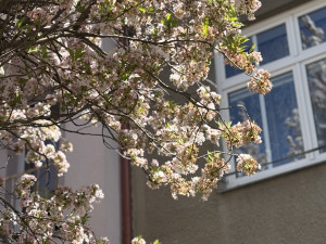 FOTOGALERIE: Královo Pole rozkvetlo dorůžova. Sakury místní obyvatele těší už desítky let