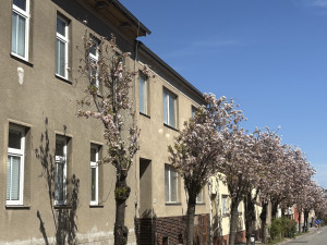 FOTOGALERIE: Královo Pole rozkvetlo dorůžova. Sakury místní obyvatele těší už desítky let