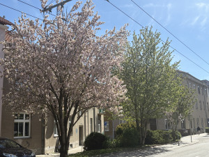 FOTOGALERIE: Královo Pole rozkvetlo dorůžova. Sakury místní obyvatele těší už desítky let