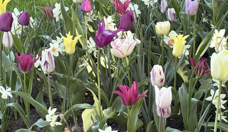 FOTO: Rozkvetlé zahrady i prosluněná kolonáda. Lidé si užívají jaro v Lednici