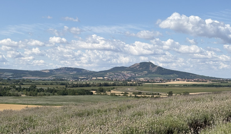 FOTO: Kousek Provence na Moravě. Levandulová pole ve Starovičkách stále kvetou