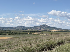 FOTO: Kousek Provence na Moravě. Levandulová pole ve Starovičkách stále kvetou