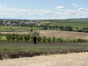 FOTO: Kousek Provence na Moravě. Levandulová pole ve Starovičkách stále kvetou