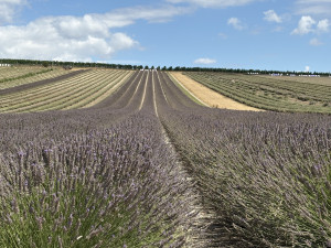 FOTO: Kousek Provence na Moravě. Levandulová pole ve Starovičkách stále kvetou