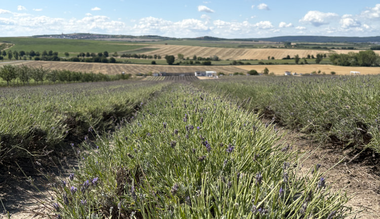 FOTO: Kousek Provence na Moravě. Levandulová pole ve Starovičkách stále kvetou