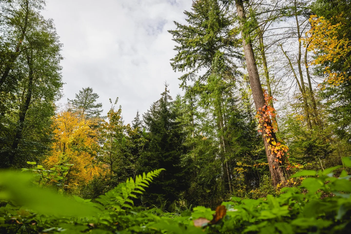 Barevný podzim v Arboretu Křtiny: den otevřených dveří