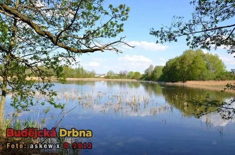 Rybník