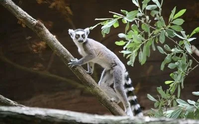lemur-kata