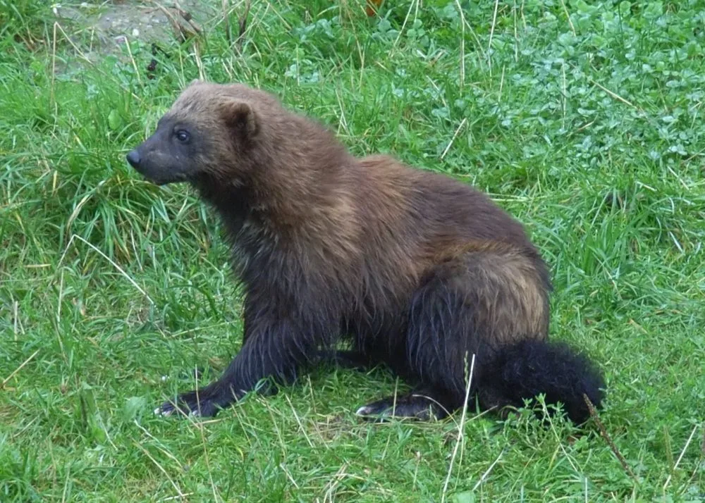 Rosomák