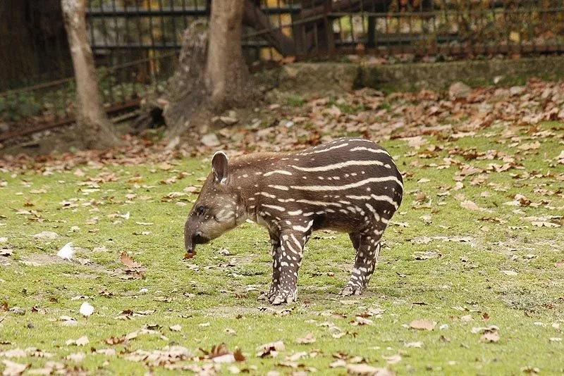 Samička tapíra jihoamerického se bude jmenovat Celestýna