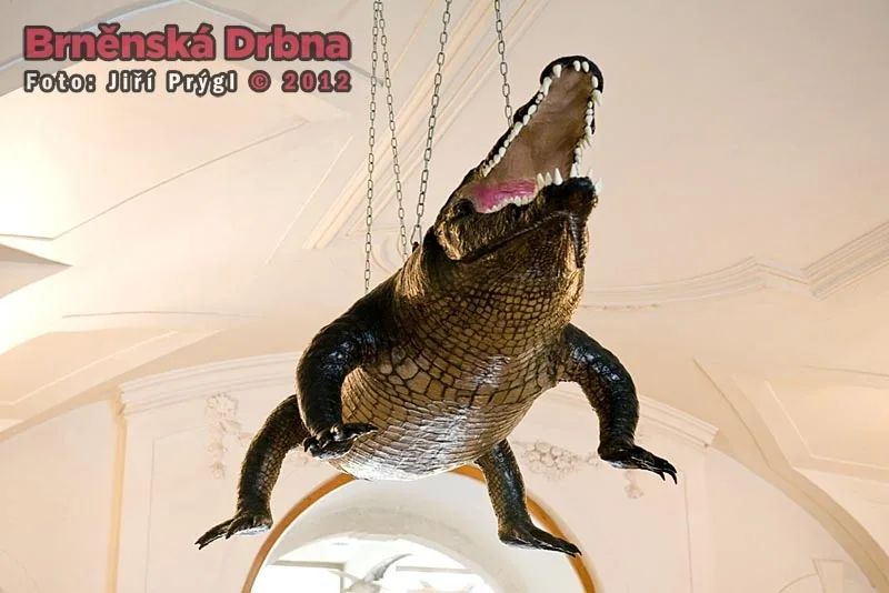 Brněnský drak